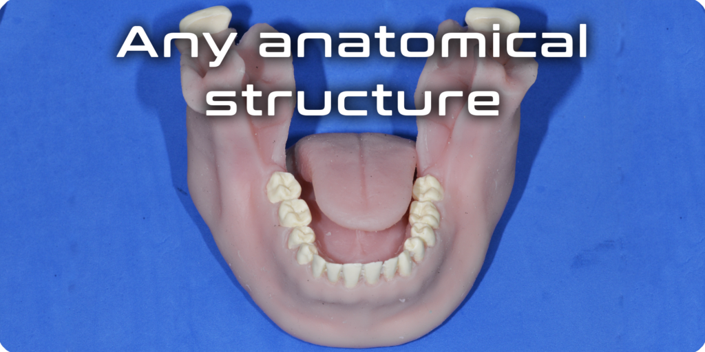 Any anatomical structure