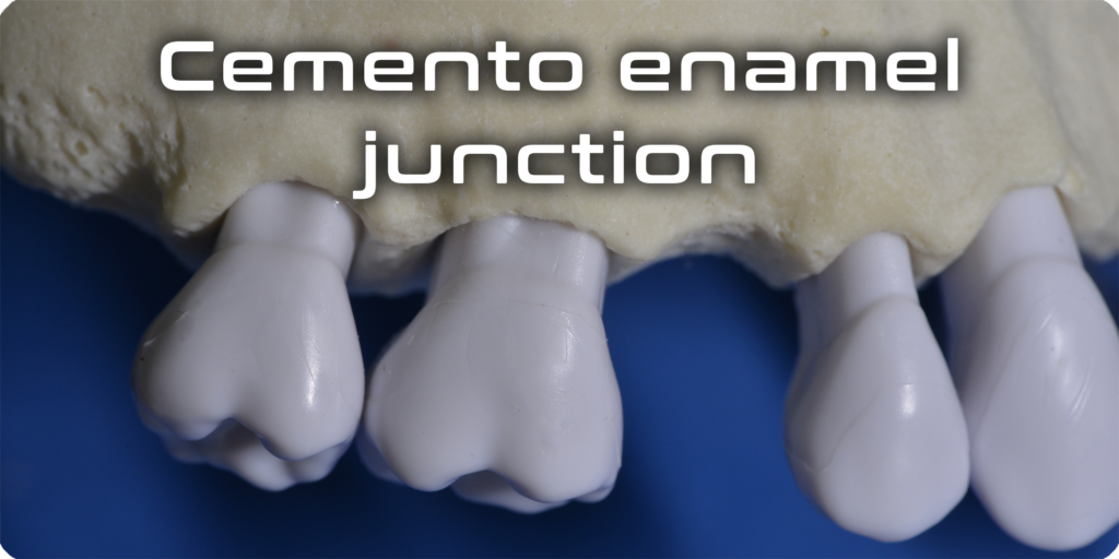 Cemento enamel junction
